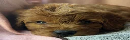 Mini Goldendoodle dogs for sale: ❤️ Beautiful Red & Gold Mini Goldendoodle Puppies  - Advert 7