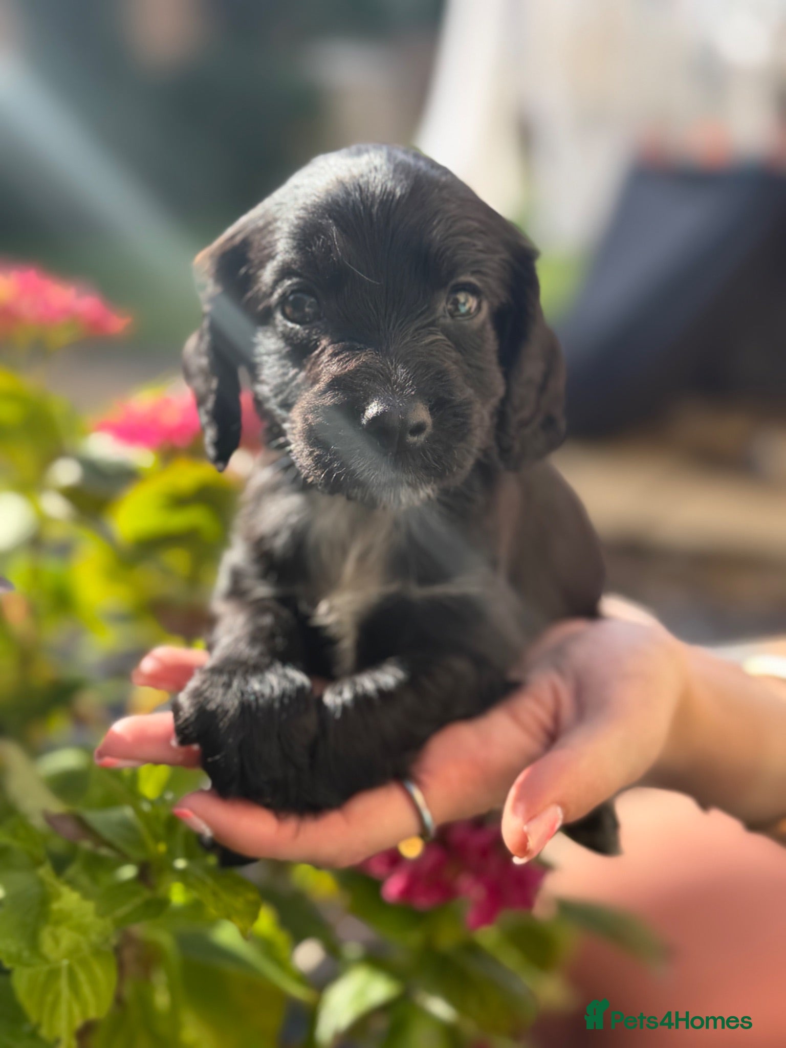 Cocker Spaniel dogs Working Cocker Spaniel Puppies - Advert 3