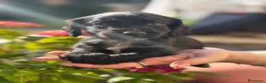 Cocker Spaniel 1