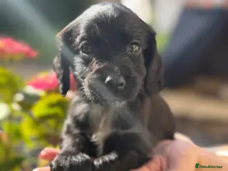 Cocker Spaniel dogs Working Cocker Spaniel Puppies - Advert 5