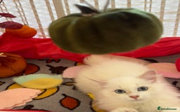 Siberian cats for sale: GCCF Registered Siberian Neva Masquerade Kittens  - Image 6