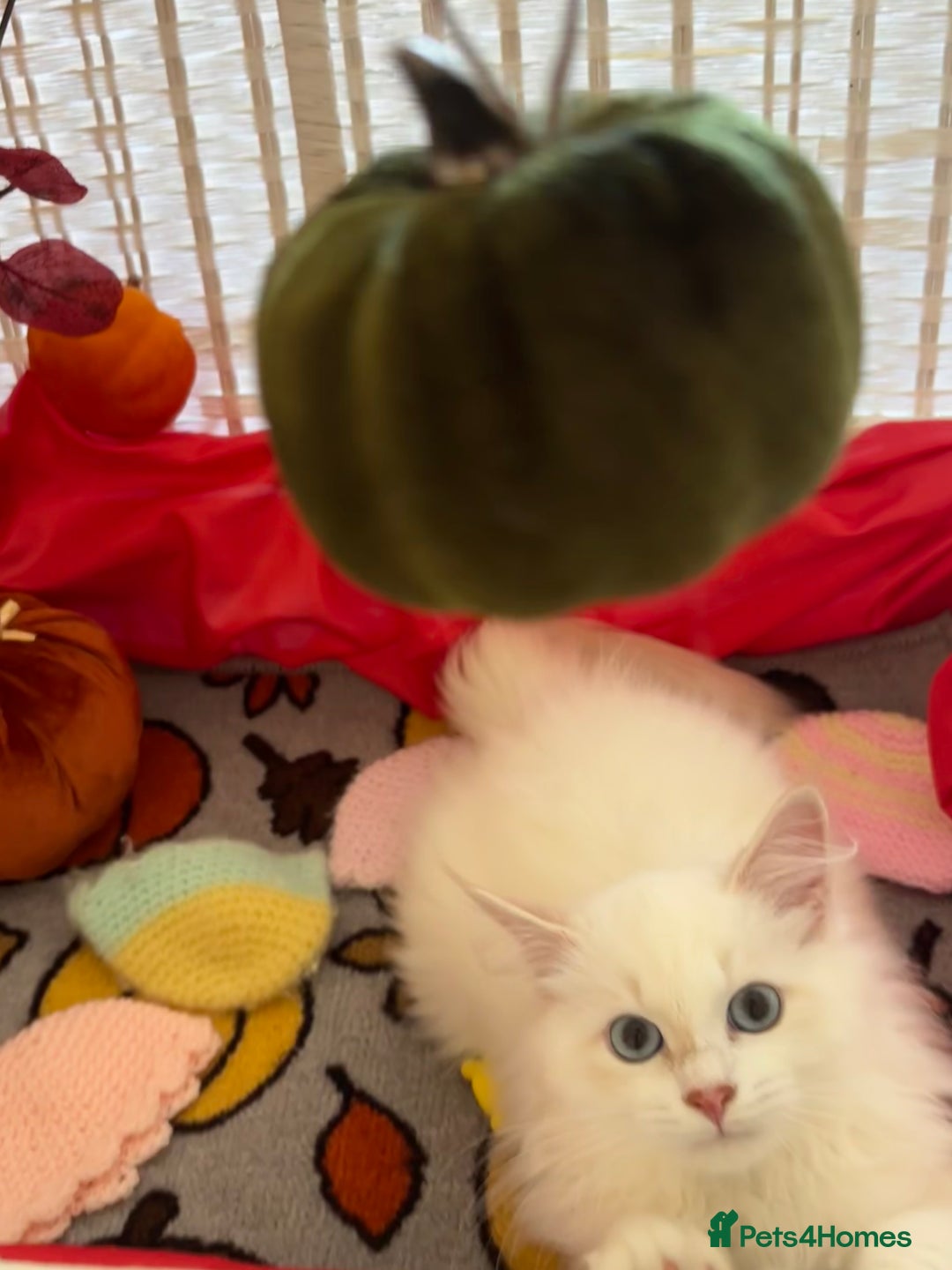 Siberian cats for sale: GCCF Registered Siberian Neva Masquerade Kittens  - Image 6