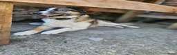 Mixed Breed dogs for adoption: Doucia for adoption - Advert 6
