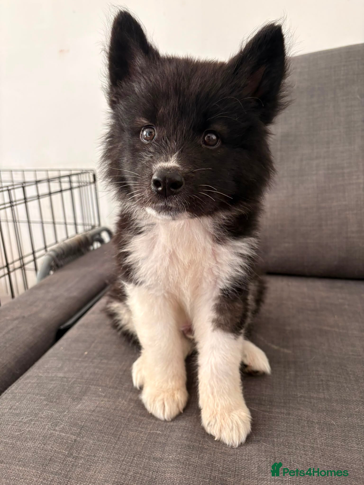 Akita dogs Beautiful Chunky American Akita Puppies - Advert 12