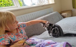 British Shorthair cats for sale: Ready to collect British Shorthair Silver Tabby in Rochester - Image 2
