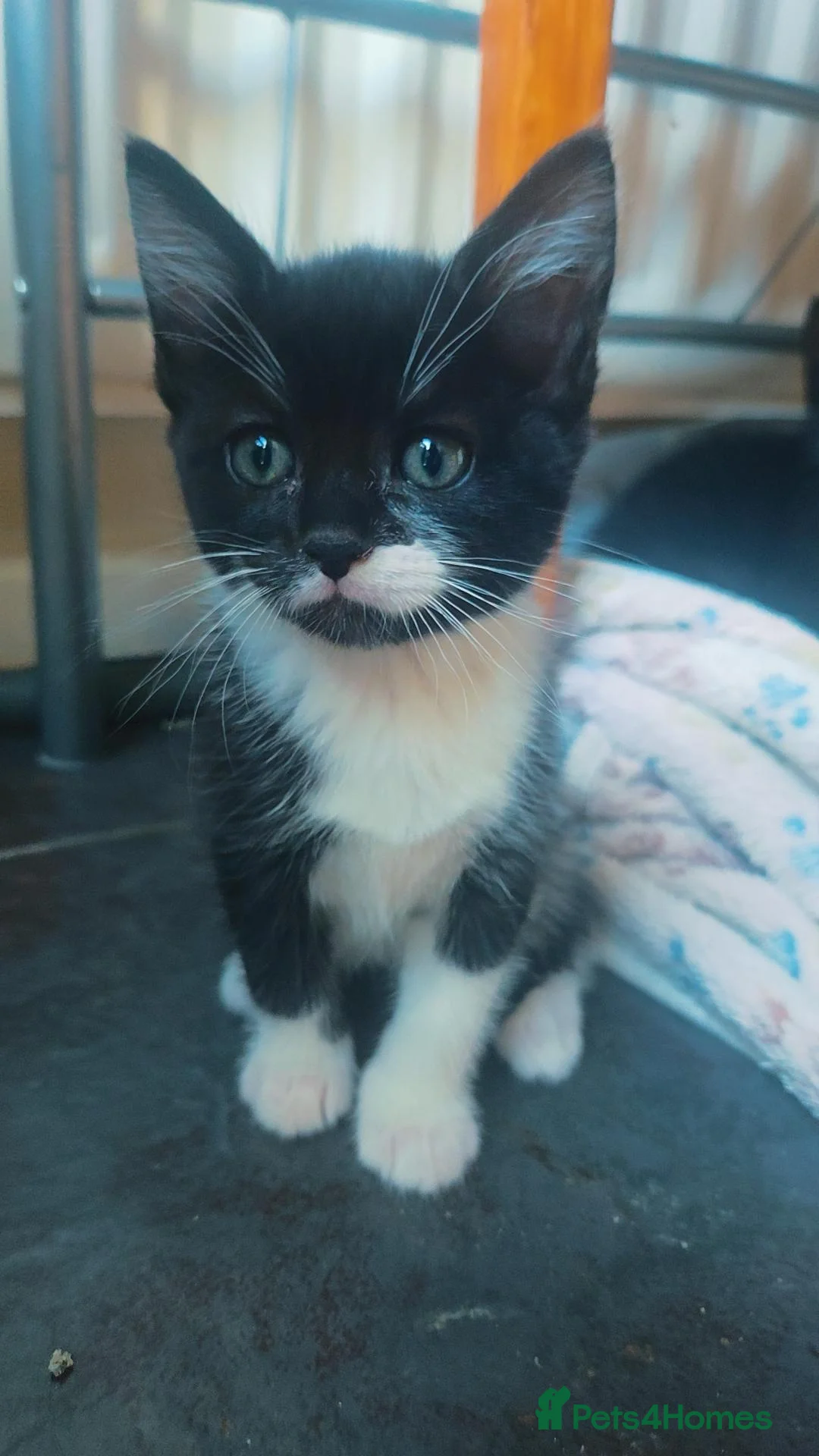 Mixed Breed cats for sale: Kittens for sale to a good home... in Newark - Advert 14