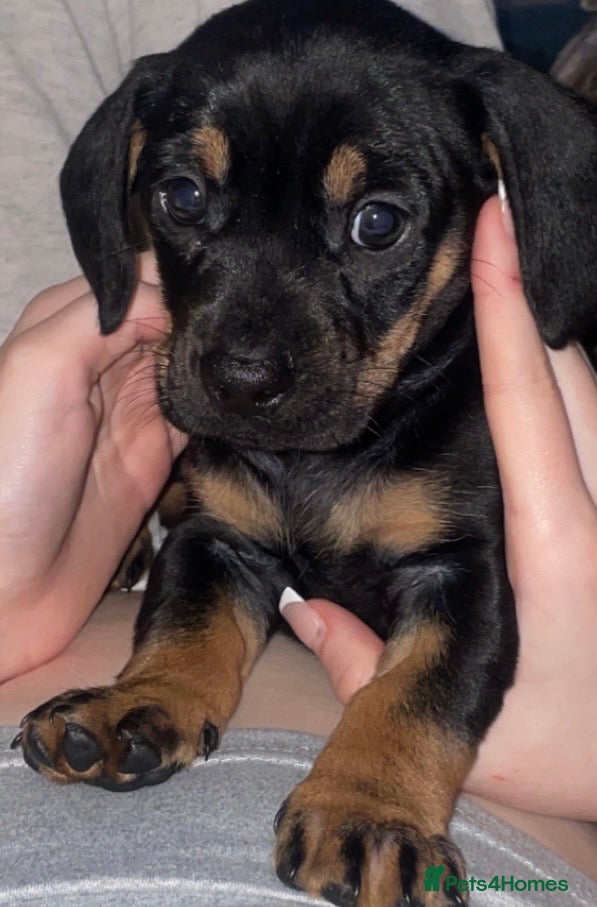 Mixed Breed dogs Frenchie/ dashund  - Advert 15