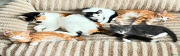 Mixed Breed cats for sale: Beutifull kittens for sale - Advert 3