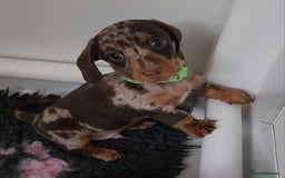 Miniature Dachshund dogs for sale: 🩷2 BABIES LEFT🐶READY TODAY🐶HAD 1ST/2ND JAB🩵 in Chorley - Image 22