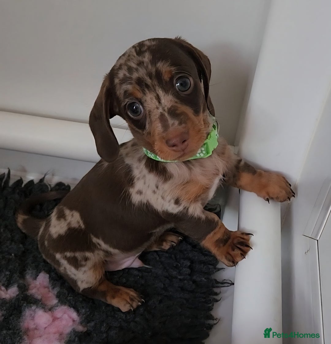 Miniature Dachshund dogs for sale: 🩷2 BABIES LEFT🐶READY TODAY🐶HAD 1ST/2ND JAB🩵 in Chorley - Image 22