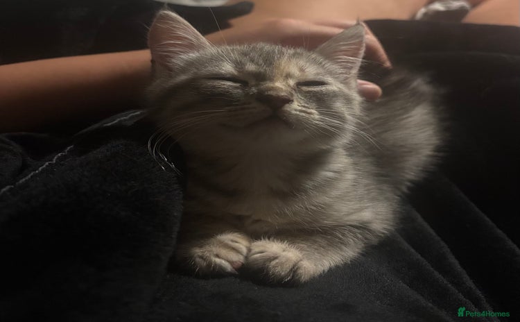 Ragdoll cats for sale - Advert 1