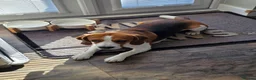 Beagle dogs for stud: Tri-Colour Beagle Available for Stud - Norwich - Advert 7