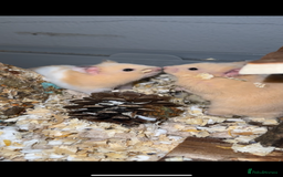 Hamster rodents for sale: Baby hamsters - Image 1