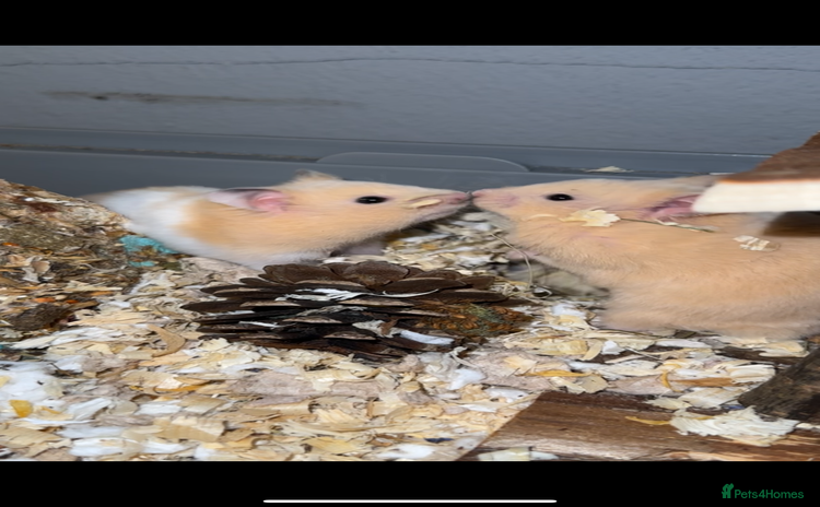 Hamster rodents - Advert 4