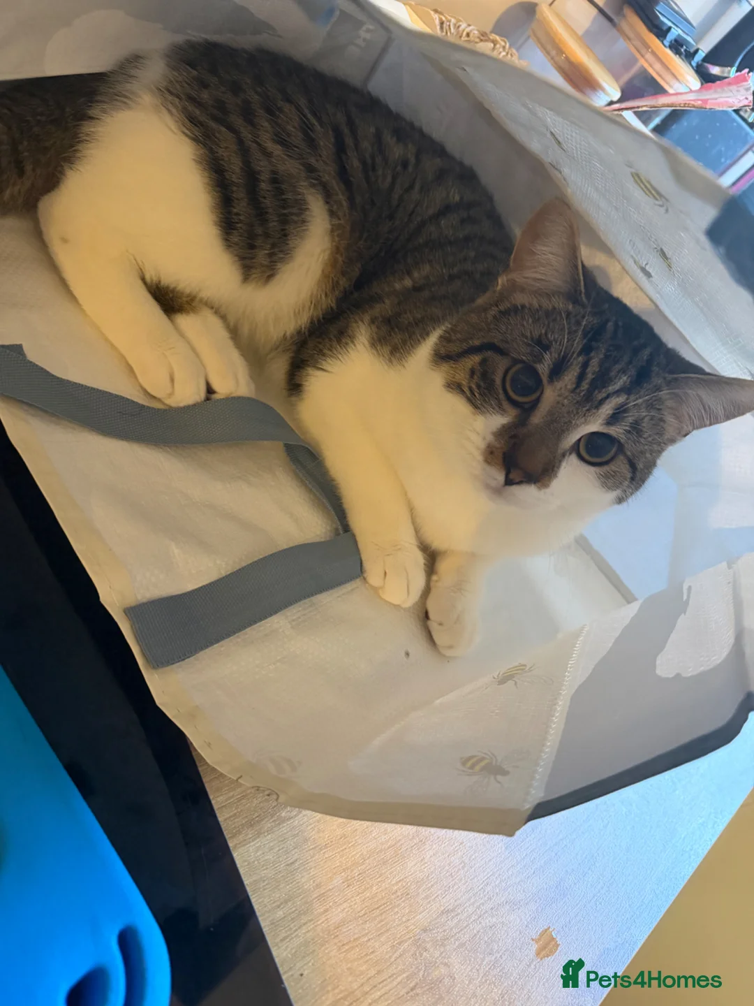 Mixed Breed cats for sale: Male cat for rehoming  - Advert 2