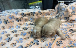 Cocker Spaniel dogs for sale: 100% proper Cocker spaniel pups for sale - Image 3