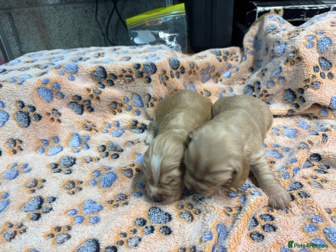 Cocker Spaniel dogs for sale: 100% proper Cocker spaniel pups for sale - Image 3