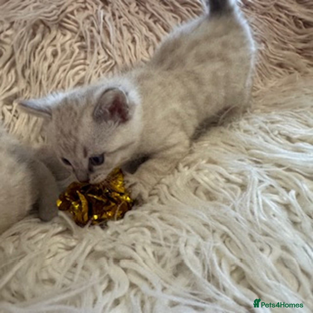 Bengal cats for sale: Beautiful Bengal Kittens - only GIRL available  - Advert 31