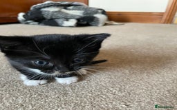 Mixed Breed cats for sale: Russian Blue/tuxedo cross kittens - Image 6