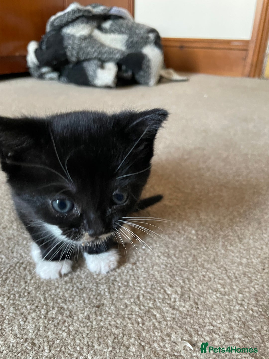 Mixed Breed cats for sale: Russian Blue/tuxedo cross kittens - Image 6