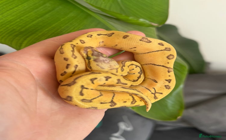 Python Snake reptiles - Advert 12