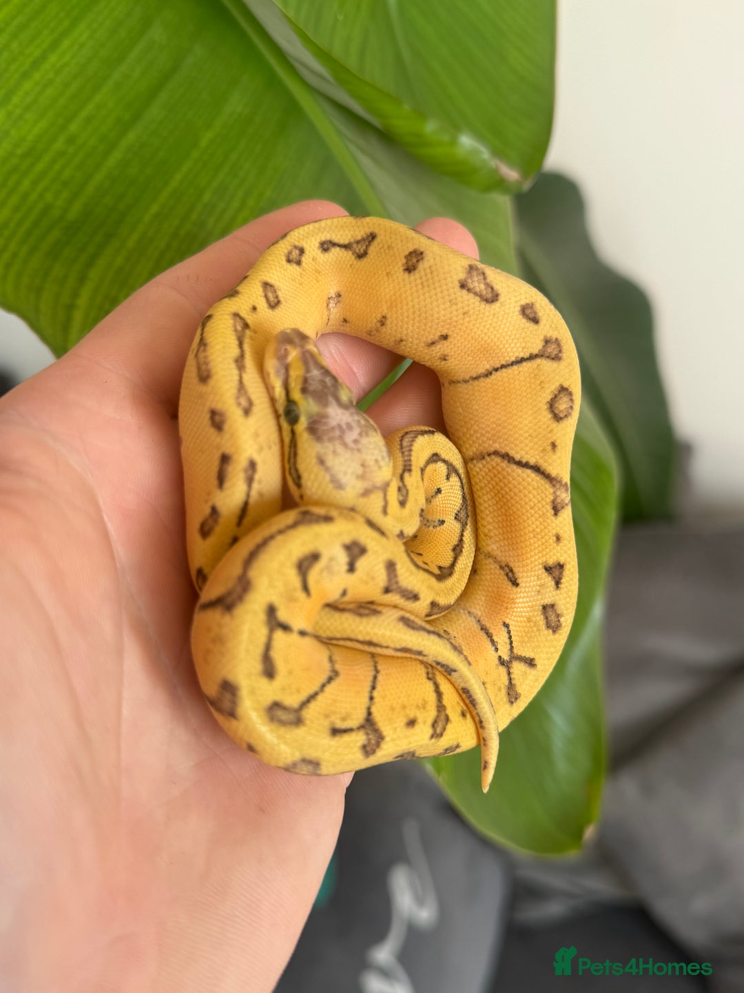 Python Snake reptiles for sale: Lemonblast het pied hatchling  - Image 1