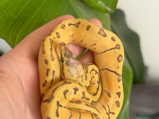 Python Snake reptiles - Advert 26