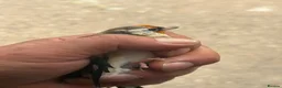 Canaries birds for sale: Goldfinches - Advert 7