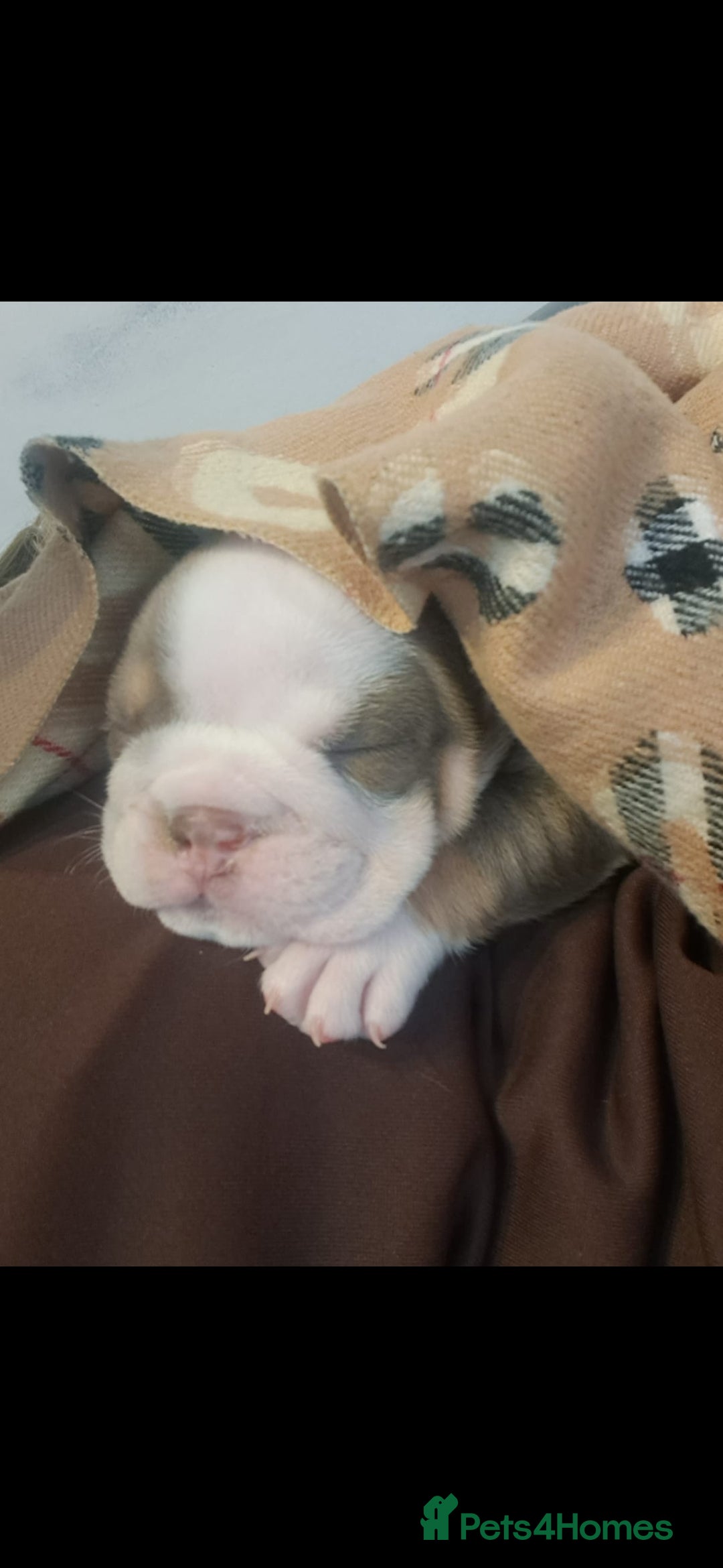 English Bulldog dogs for sale: Beautiful British bulldog pups  - Image 7