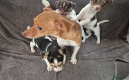 Jack Russell dogs for sale: Jack russel puppies - Image 6