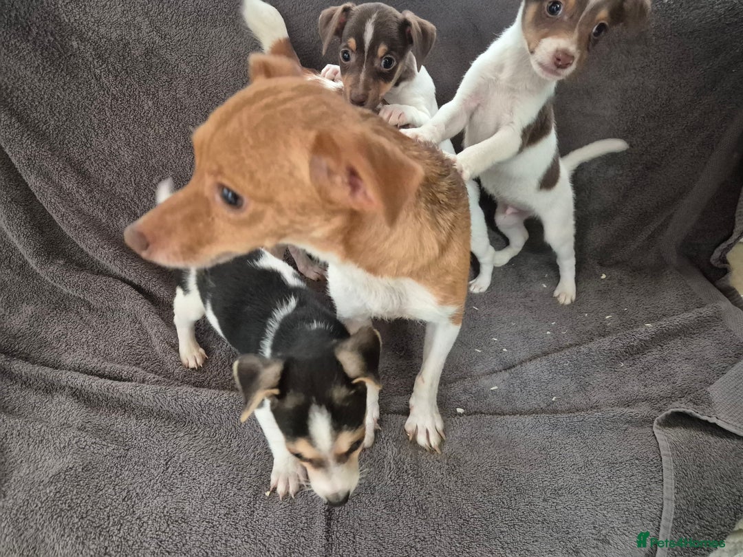 Jack Russell dogs for sale: Jack russel puppies - Image 6