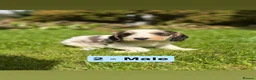 Cockapoo dogs for sale: Beautiful F2 Cockapoo Puppies | 2 Boys & 1 Girl - Advert 10