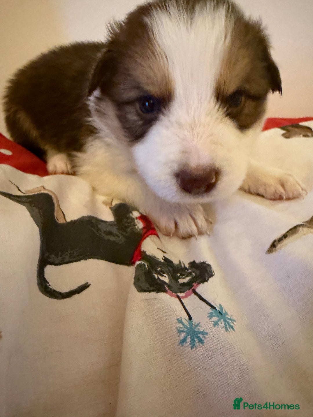 Border Collie dogs for sale: Little of collie pups - Advert 8