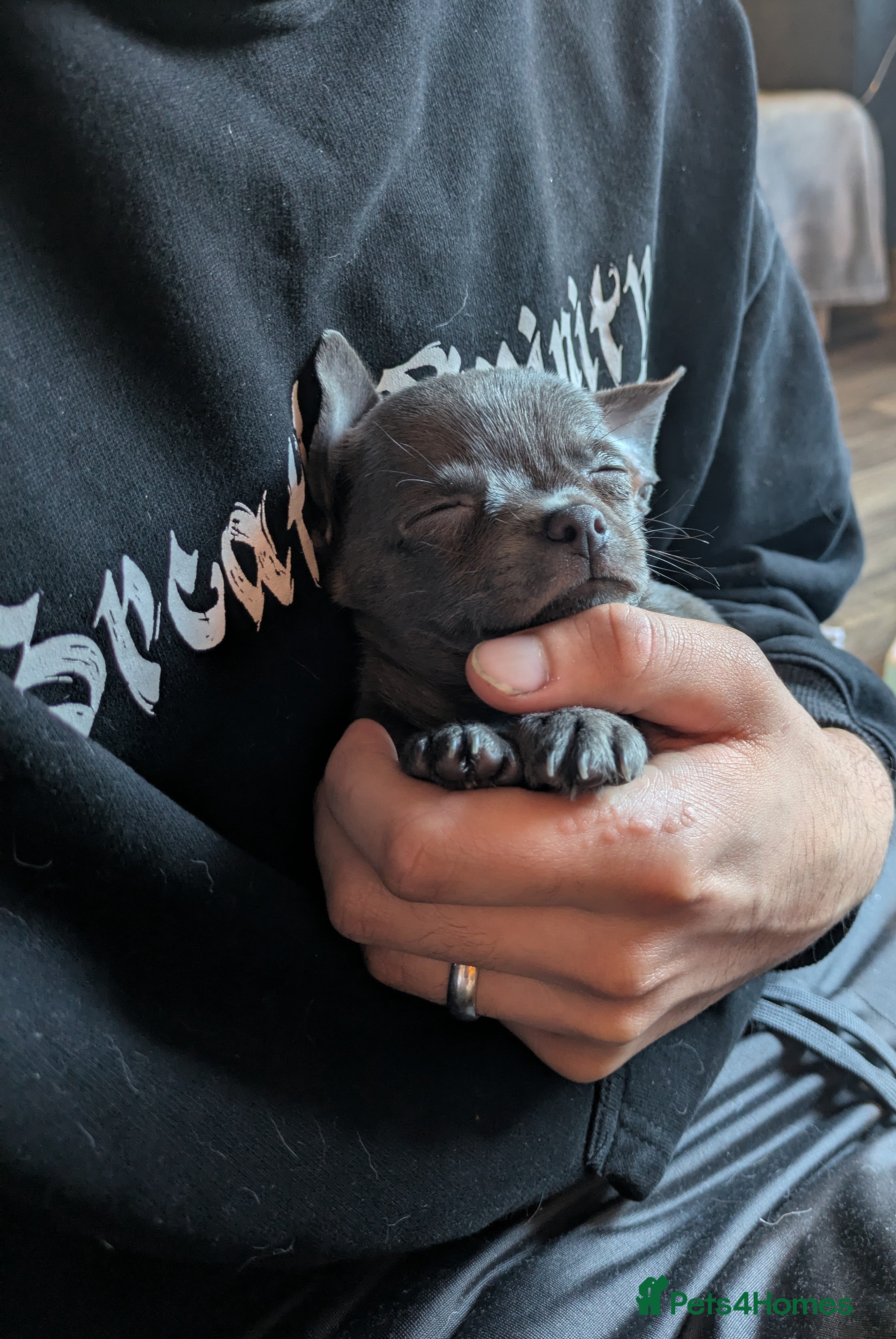 Chihuahua dogs Rare colour pedigree Chihuahuas  - Advert 18