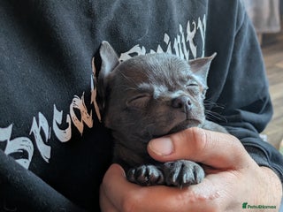 Chihuahua dogs Rare colour pedigree Chihuahuas - Advert 18