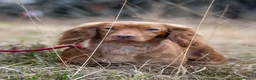 Cocker Spaniel dogs for sale: OFTW Sired KC Registered Cocker Spaniel Puppies - Advert 11