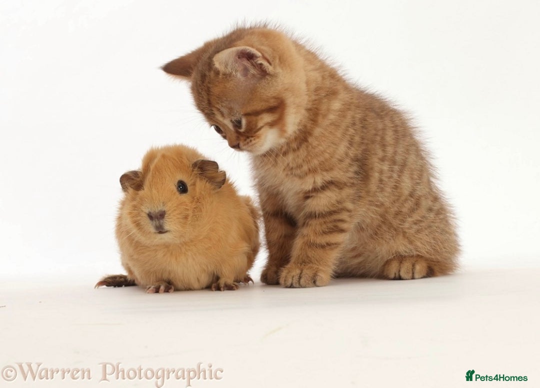 British Shorthair cats for sale: Stunning British shorthair - Image 17