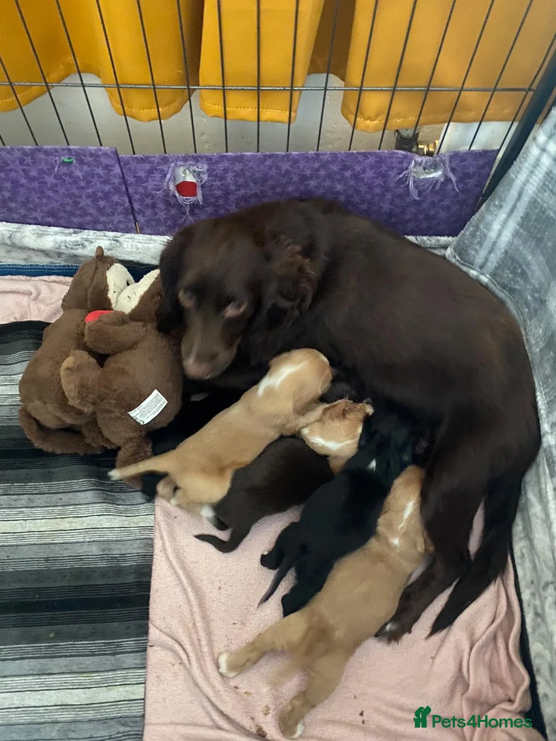Cocker Spaniel dogs for sale: Female cocker pupp - Advert 4