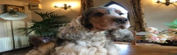 Cocker Spaniel dogs for stud: Stunning Sable, Show Cocker Stud,  Health Tested. in Market Drayton - Advert 11