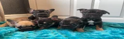 French Bulldog dogs for sale: STUNNING LITTER AVAILABLE NOW!  - Advert 19
