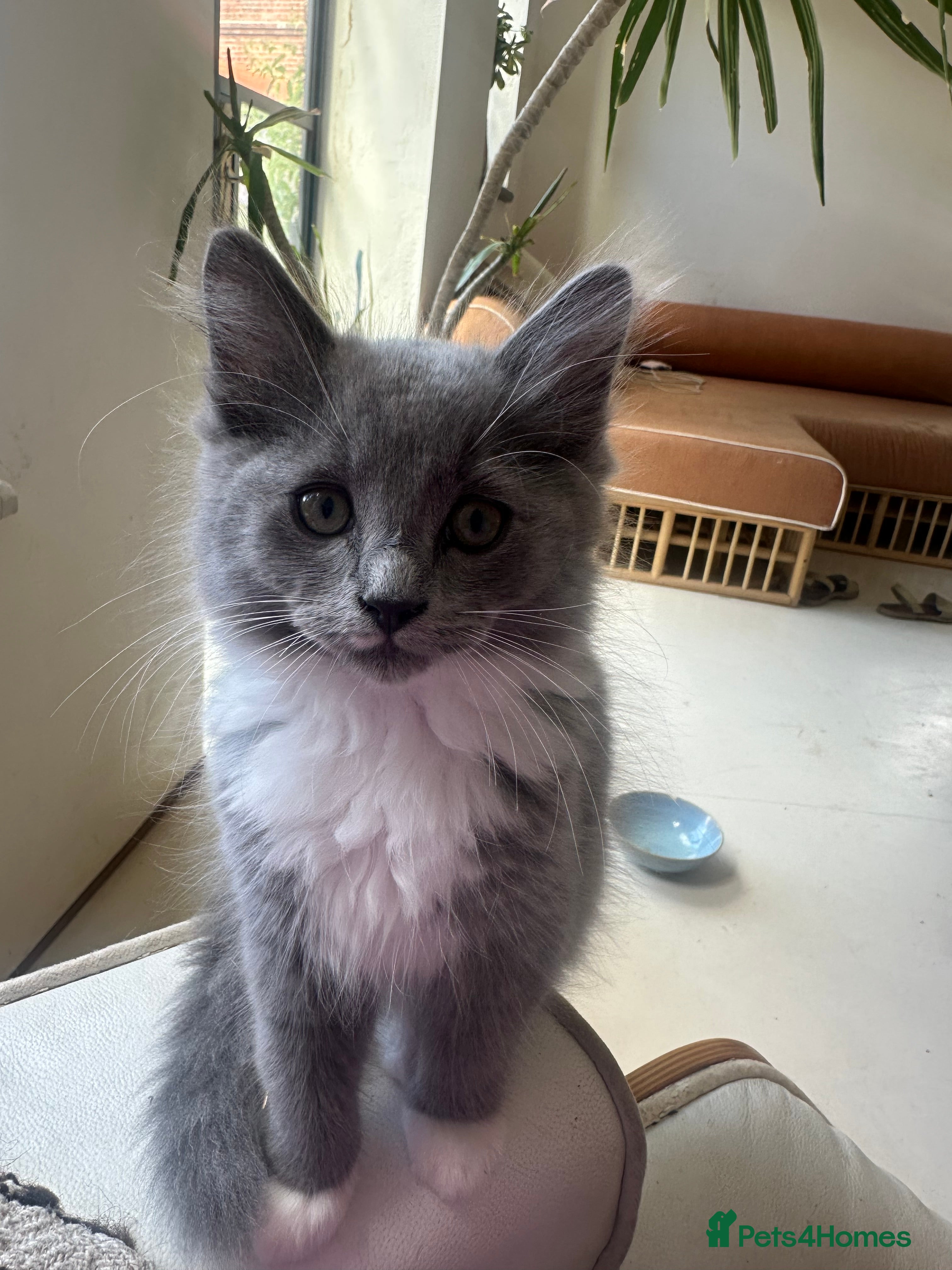 Ragdoll cats Rare 3/4 Ragdoll Kittens ultimate Lap-catss - Advert 2