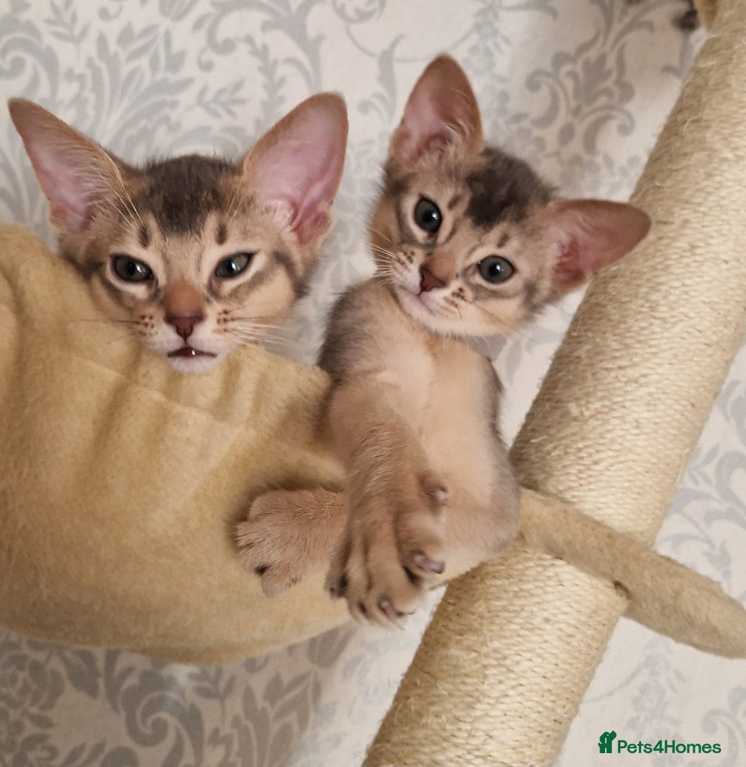 Abyssinian cats for sale: Abyssinian Kittens - Image 8