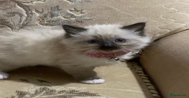 Ragdoll cats - Advert 7