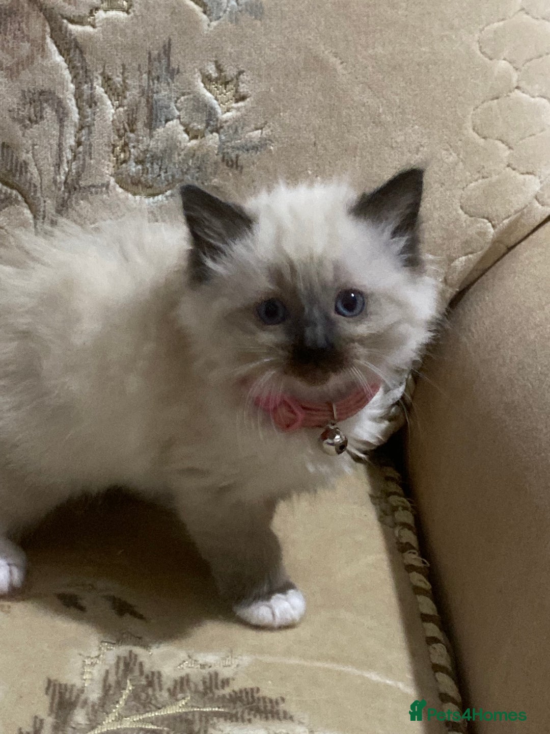 Ragdoll cats for sale: Ragdoll kittens  - Image 5