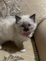 Ragdoll cats - Advert 2