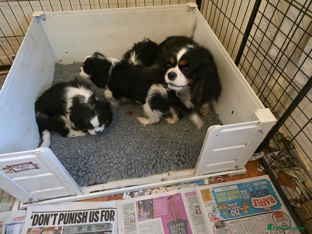 Cavalier King Charles Spaniel dogs for sale: Cavalier king charles spaniel puppies  - Advert 3