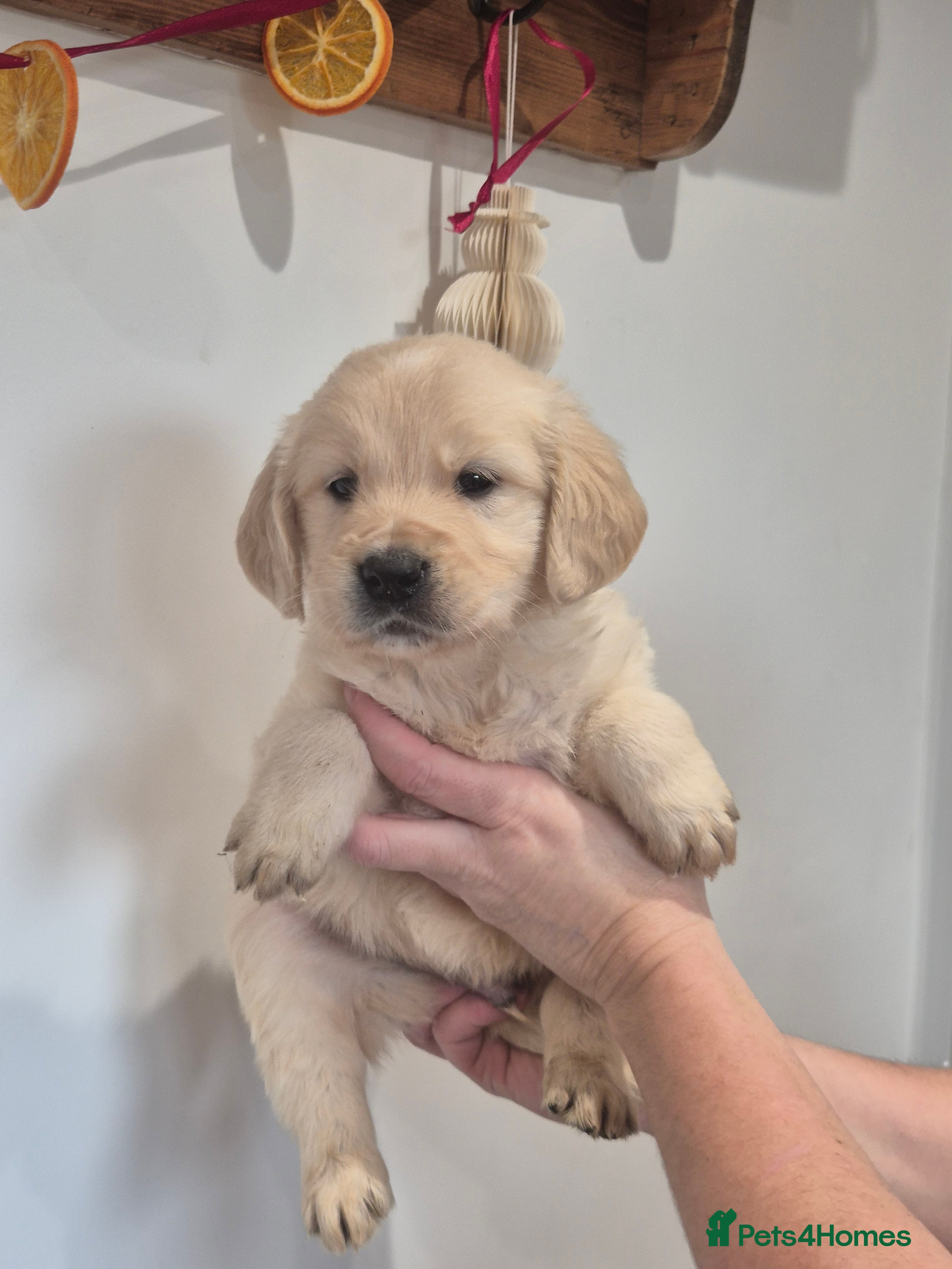 Golden Retriever dogs Golden Retriever Puppies - Advert 4