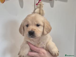 Golden Retriever dogs Golden Retriever Puppies - Advert 3