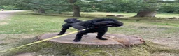 Miniature Poodle dogs for sale: Miniature poodle - Advert 3
