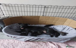 Patterdale Terrier dogs for sale: Patterdale pups - Image 26